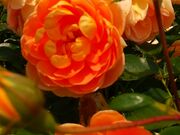 ���񂿂�񂳂�̈�{�،����̓��e�ʐ^2