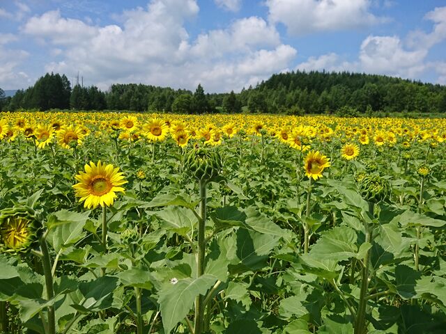 �Ȃ��Ђ܂�蔨