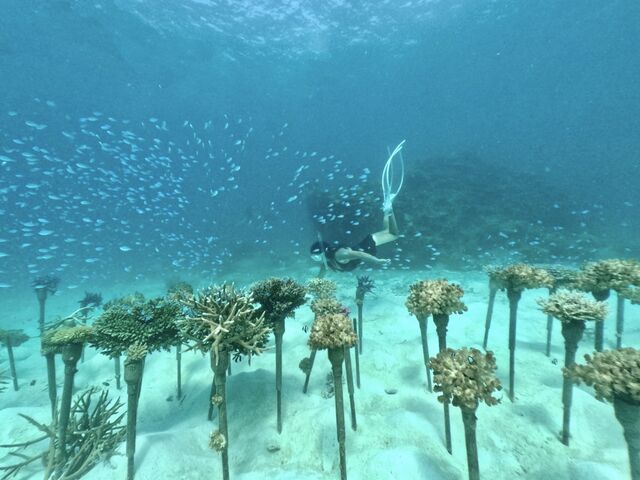 �X��̗{�B�G���A_Kahoo_ishigaki