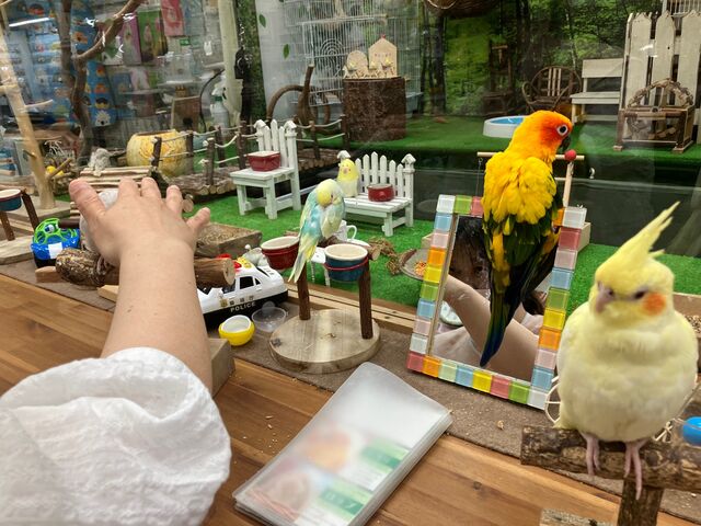 FȃCR񂳂BlĉłBDɂ͂E߂łB_Xm{ Ђ