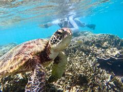 chicaOCEAN LIFEւ̓eʐ^1