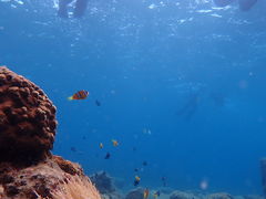 ����������̉��v�����R�ē��ւ̓��e�ʐ^1