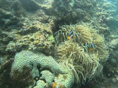 ݂񂳂̃}T[rXނʁ[ւ̓eʐ^1