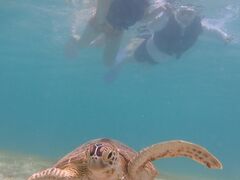 肦nico {Óւ̓eʐ^1