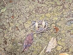 }̃IIΊ_GRcA[ւ̓eʐ^1