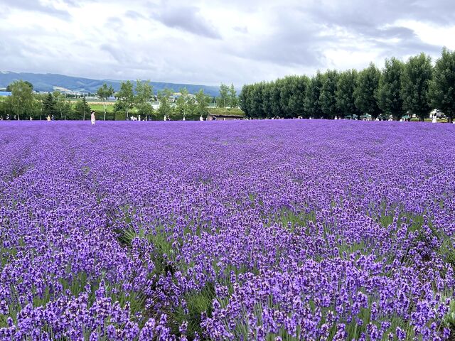 �����̗L���ȃt�@�[���x�c���ł���܂ł̗��j�𕷂��Ă��猩��ƁA����������ł��B_�D�y�ʉ^�N���u�Q�b�c