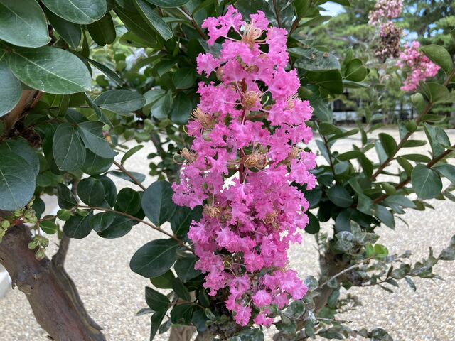 Ƃ񂳂̓ޗǌ썑_Ђ̓eʐ^2