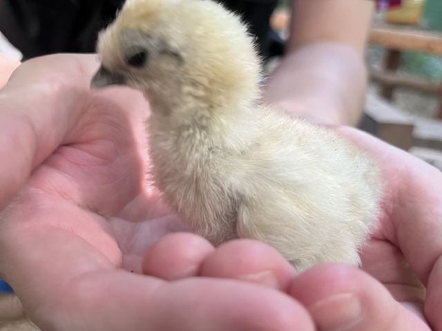 �G���{�̐Ԃ��������ł��I_�G�i�x�[�X