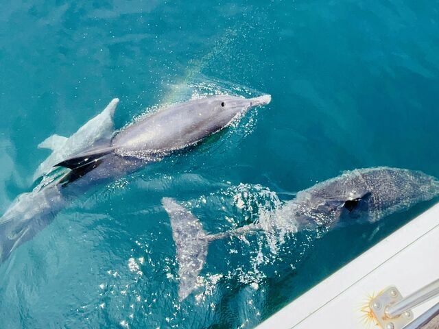 CJ̐eqƏȓ_CJEHb`Ot\Z^[