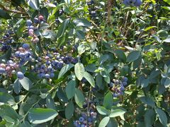 �R��������̈��ܖ�̋u�@���R�u���[�x���[���ւ̓��e�ʐ^2