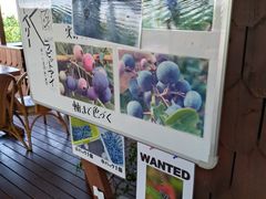 �R��������̈��ܖ�̋u�@���R�u���[�x���[���ւ̓��e�ʐ^3