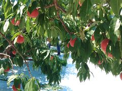 nemochyû܂邹ʎւ̓eʐ^2