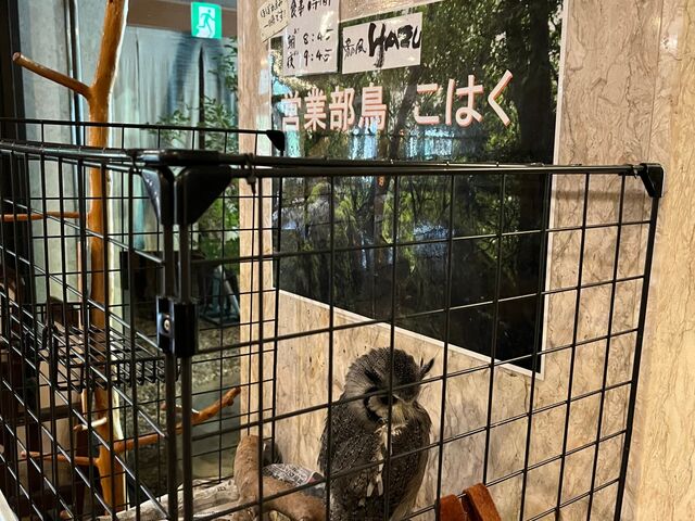 �ӂ��낤�̂��͂������_���̕�HAZU