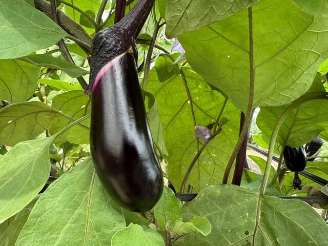 �痼�A���i�X�A���i�X�A���i�X���C���ł��B�c���c���ȃi�X�B_�{�c�_��