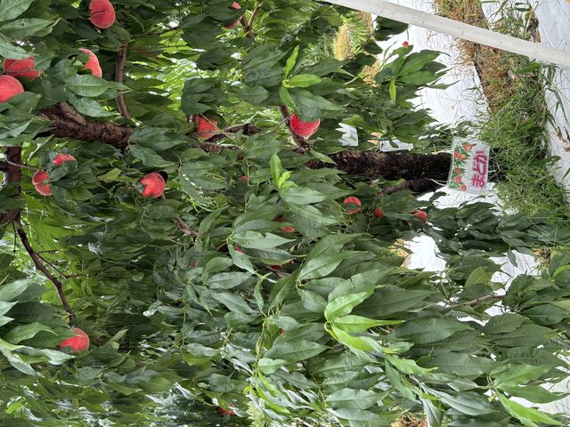 �܂ǂ�_�܂邹���ʎ���