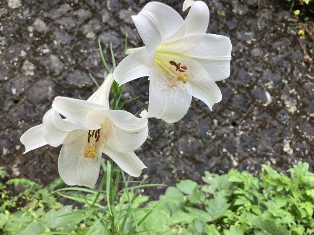 �ΐς݂̗i�ǂƕS���̉�_�i�q���m�R���p����