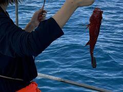 akr����̓����񂲂ւ̓��e�ʐ^1