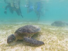 ������Ⴓ���elus�ւ̓��e�ʐ^1