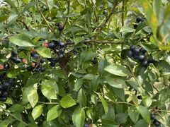 ������񂳂�̃}�~'s�x���[�t�@�[���ւ̓��e�ʐ^1