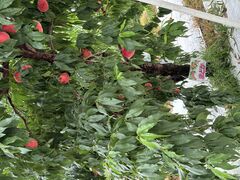 jR̂܂邹ʎւ̓eʐ^1