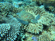 ͂邫̃I[VX^C꓇X̓eʐ^1