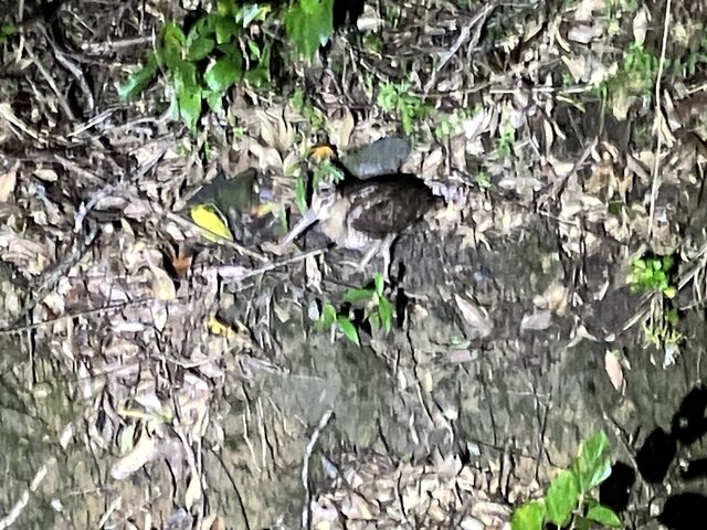 ����ł݂�܂�_�����I���W�i���T�[�r�X