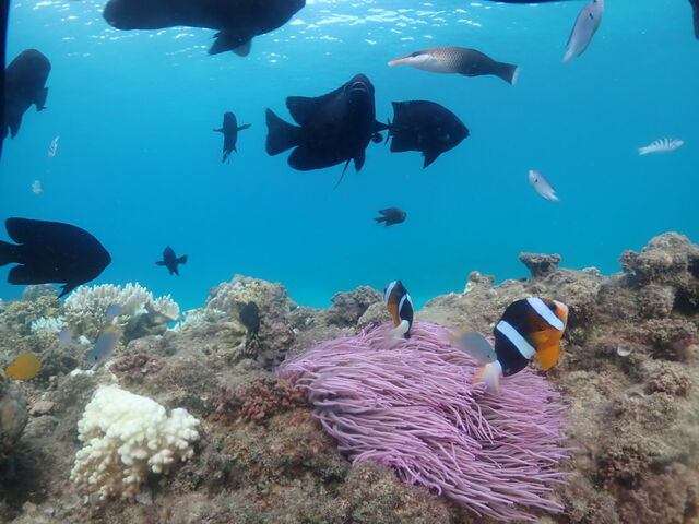 ���킢���������������񂢂܂���_EGG�_�C�r���O�V���b�v