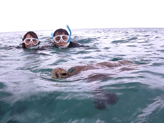 �E�~�K���̑��p��_�A�}�~�G���V�X