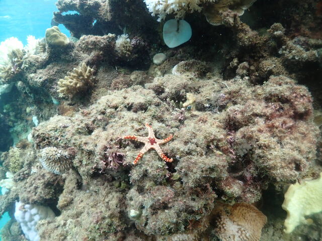 �A���G���̔�����̃q�g�f�𔭌�_EGG�_�C�r���O�V���b�v