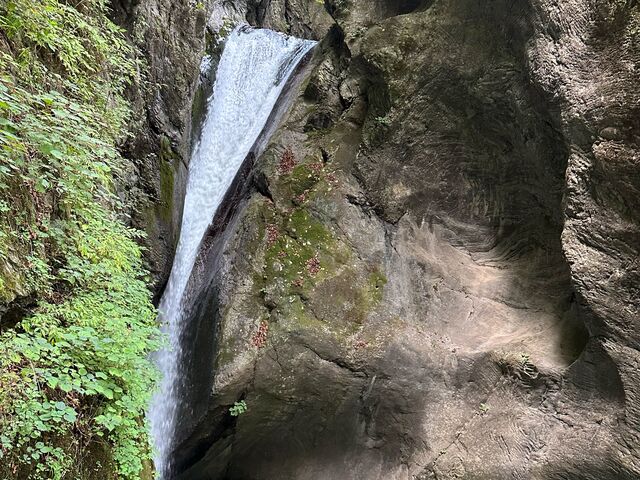 �k�P�Ă郉�C�_�[����̂��݂��̑�̓��e�ʐ^1