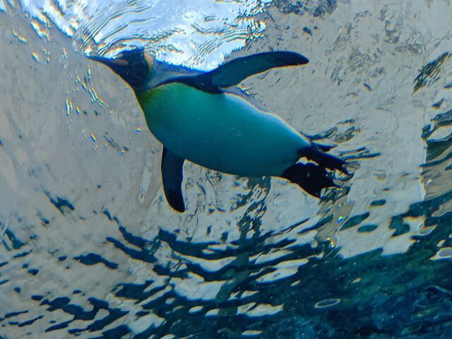 ������j���ł�p�͂ق��ł͂��܂茩�����Ƃ����������̂ŋC�ɓ����������܂���
���B_���R������