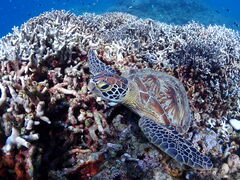 ܂肳̐Ί__CrOVbv@ABCdiveւ̓eʐ^1