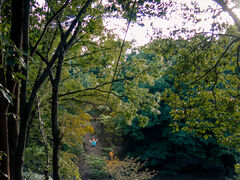 KYOTO ZIPLINE ADVENTURE̎ʐ^5