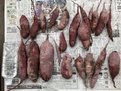 aroe����̉��c�_���ւ̓��e�ʐ^1