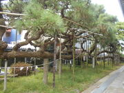 gV[̑p_̏i_Ђ̂ނ_̏j̓eʐ^1