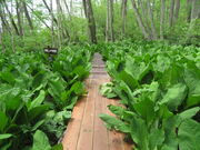 L̔эjނꐅmԉ̓eʐ^2