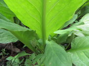 L̔эjނꐅmԉ̓eʐ^3