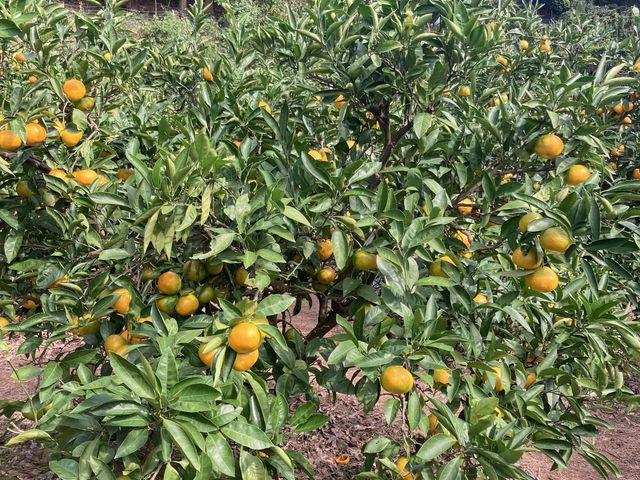 �݂���̖�_�Ȃ���������