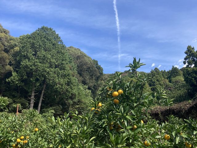 �݂��񔨂���̋�A_�Ȃ���������