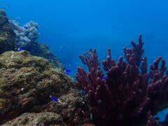 䂤񂳂̈ɓ_CrOXN[ gbcւ̓eʐ^1