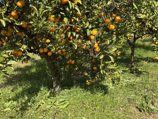 �F�X�Ȃ݂���̖؂�����A�Î_���ς��݂���A�Â��݂���Ȃ�
�H�ה�ׂĊy���߂܂��B_�[���̋u�ό��_��(�����s�ό��Ԃǂ��Z���^�[�����x��)