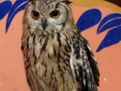 킳̃ANAtHXg@-̐X-ւ̓eʐ^1