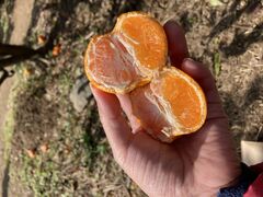 [񂳂̊ωRt[cK[fւ̓eʐ^2