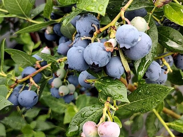 �ō��̃u���[�x���[�I_���������x���[LABO