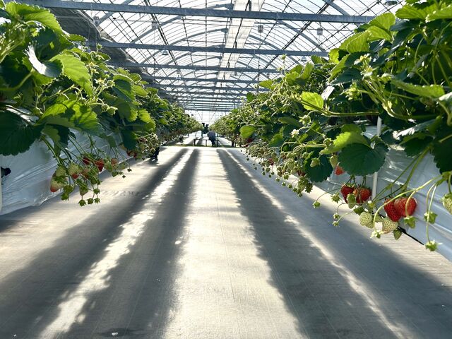 ������Ă��܂������A�~�n���L���̂Ől�̑����͑S���C�ɂȂ�܂���ł����B_Sugar Berry ���˂������_��