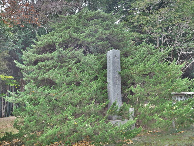 sklfh����̉������̌��уC�u�L�̓��e�ʐ^1