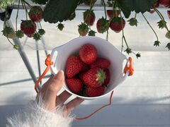 ߂񂳂̌(䂢)t@[ւ̓eʐ^1