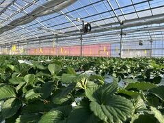 ڂ񂿂񂳂The Little Beeւ̓eʐ^1