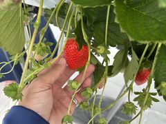 joseFUNDAYFARMւ̓eʐ^2