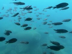 yk̂͂ЂۗVDCJւ̓eʐ^2